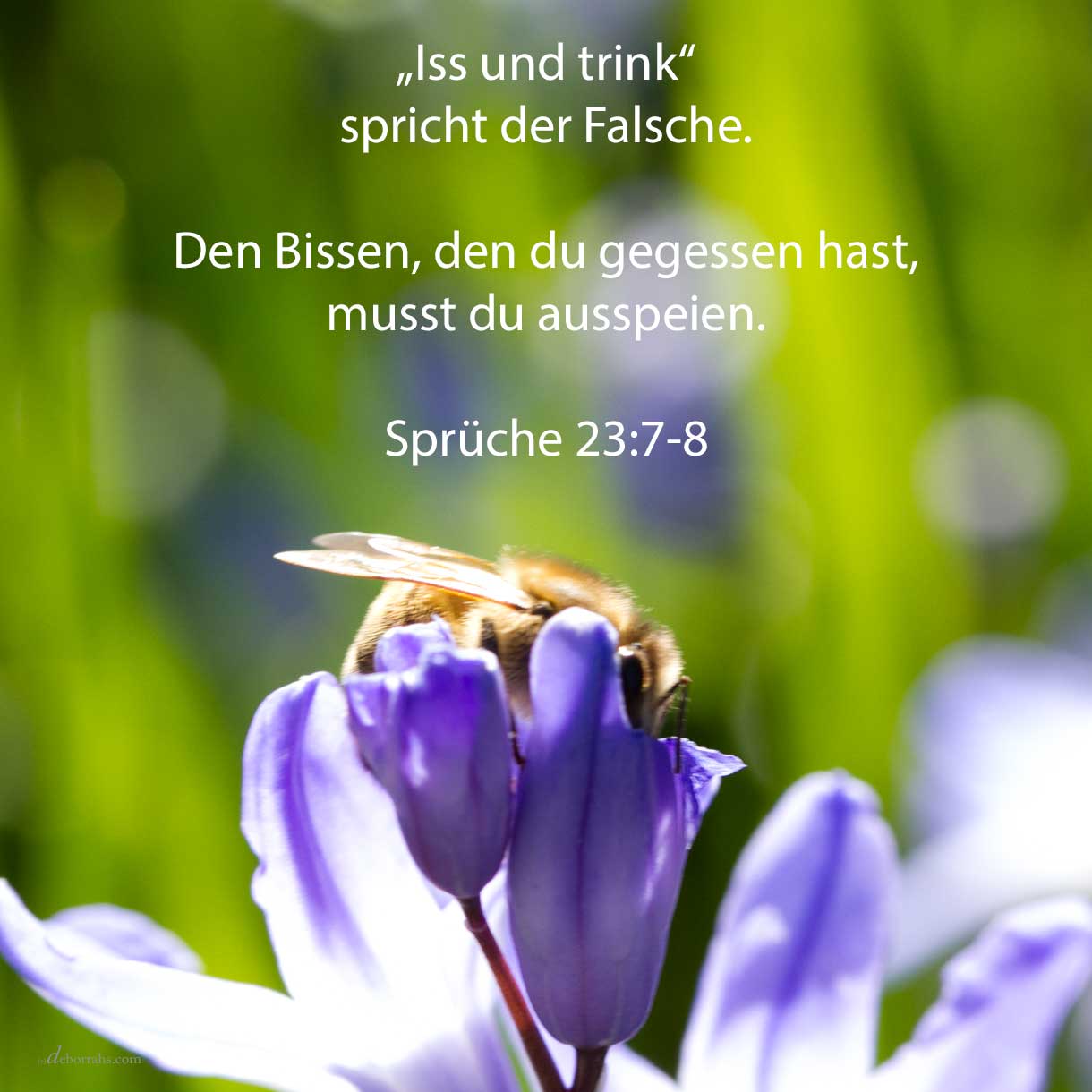  Denn wie er es abmisst in seiner Seele, so ist er. 