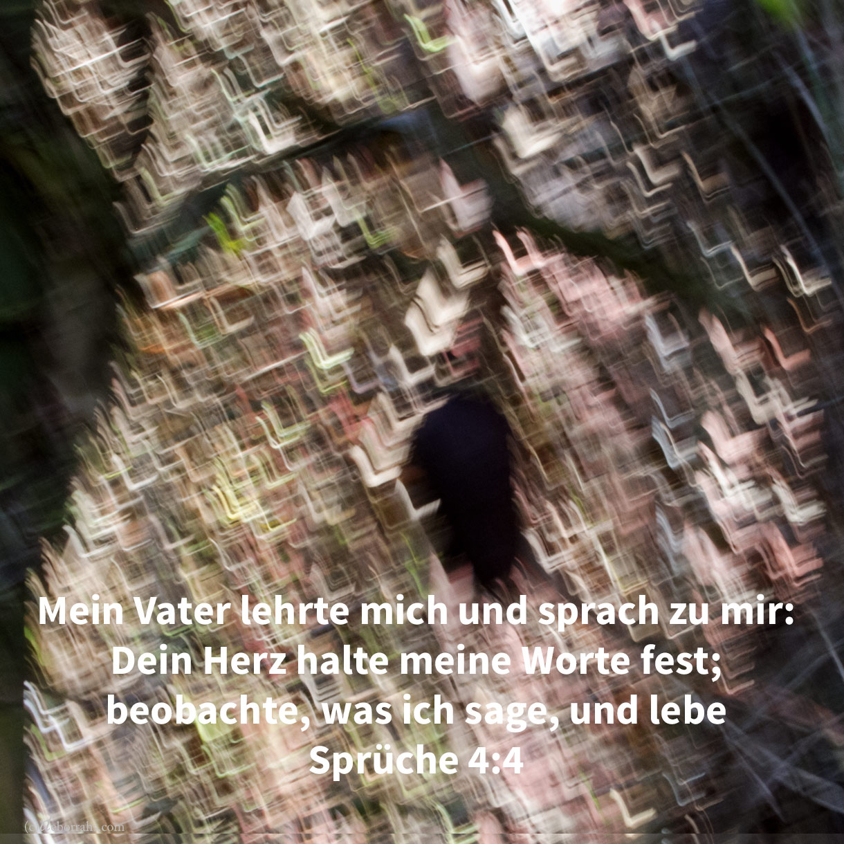  Mein Vater lehrte mich und sprach zu mir: Dein Herz halte meine Worte fest; beobahte meine Gebote und lebe ( Sprüche 4,4) 