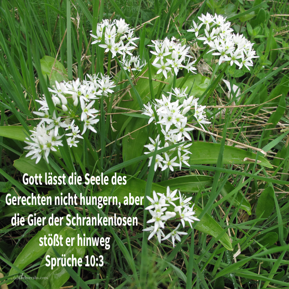  Jehova lässt die Seele des Gerechten nicht hungern, aber die Gier der Gesetzlosen stößt er hinweg ( Sprüche 10,3 )