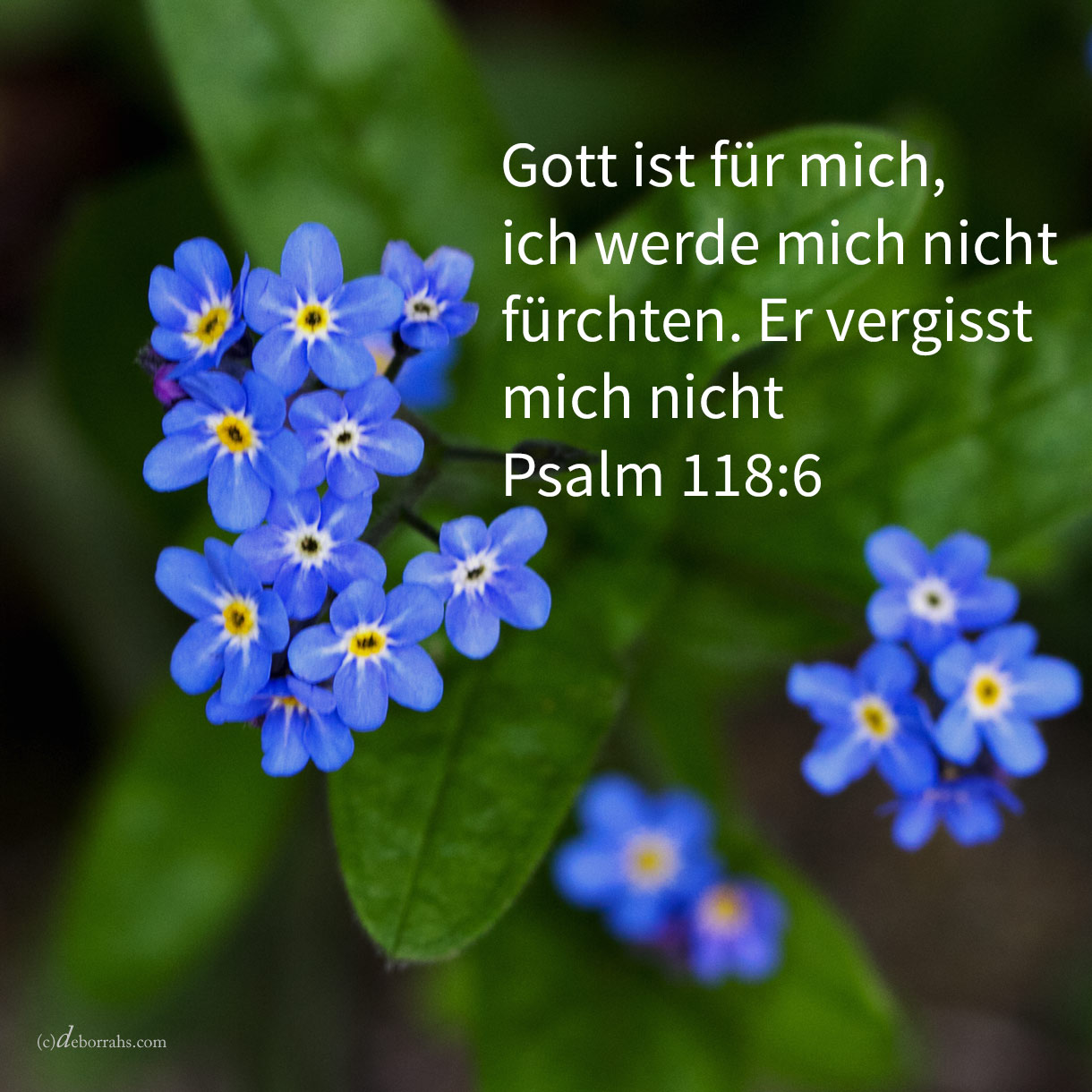  Jehova ist für mich, ich werde mich nicht fürchten; was sollte der Mensch mir tun? ( Psalm 118,6 ) 
