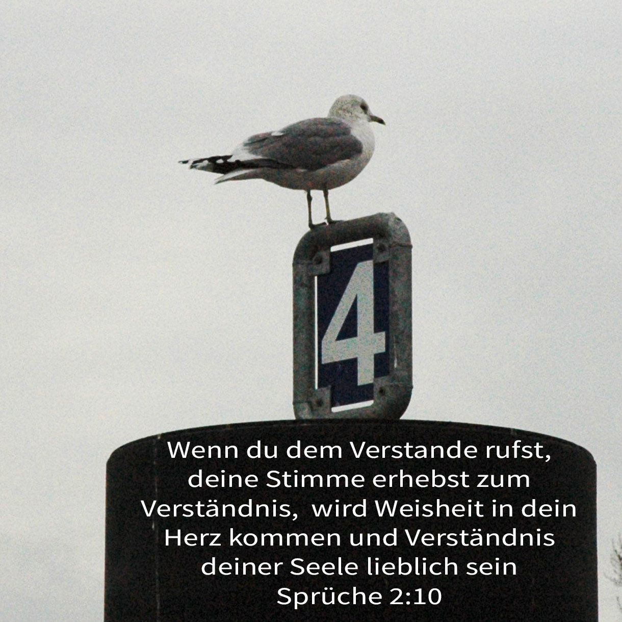 Denn Weisheit wird in dein Herz kommen, und Erkenntnis wird deiner Seele lieblich sein ( Spr 2,10 )