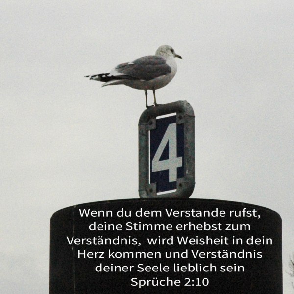 Denn Weisheit wird in dein Herz kommen, und Erkenntnis wird deiner Seele lieblich sein ( Spr 2,10 )