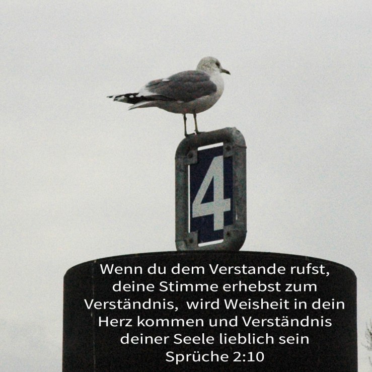 Denn Weisheit wird in dein Herz kommen, und Erkenntnis wird deiner Seele lieblich sein ( Spr 2,10 )