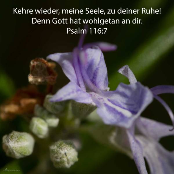 Kehre wieder, meine Seele, zu deiner Ruhe! Denn Jehova hat wohlgetan an dir ( Psalm 116,7 )