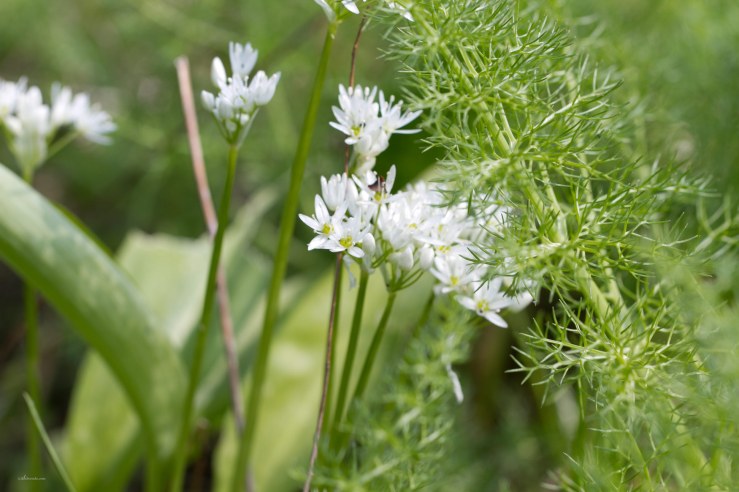 Kräuter pflanzen - Bärlauch mit Fenchelkraut