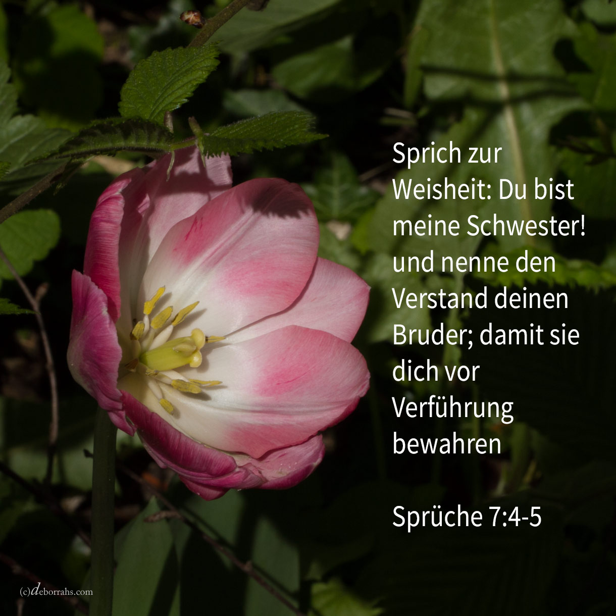 Sprich zur Weisheit: Du bist meine Schwester! und nenne den Verstand deinen Verwandten; damit sie dich bewahre vor dem fremden Weibe, vor der Fremden, die ihre Worte glättet ( Sprüche 7:4-5 )
