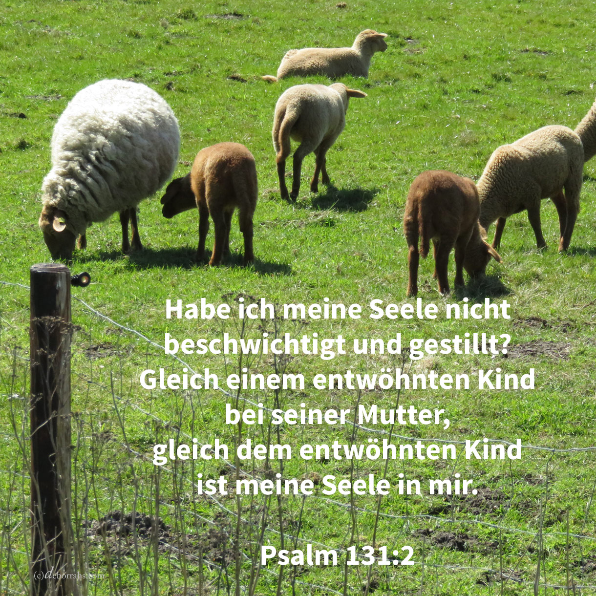 Habe ich meine Seele nicht beschwichtigt und gestillt? Gleich einem entwöhnten Kinde bei seiner Mutter, gleich dem entwöhnten Kinde ist meine Seele in mir ( Psalm 131,2 ) 
