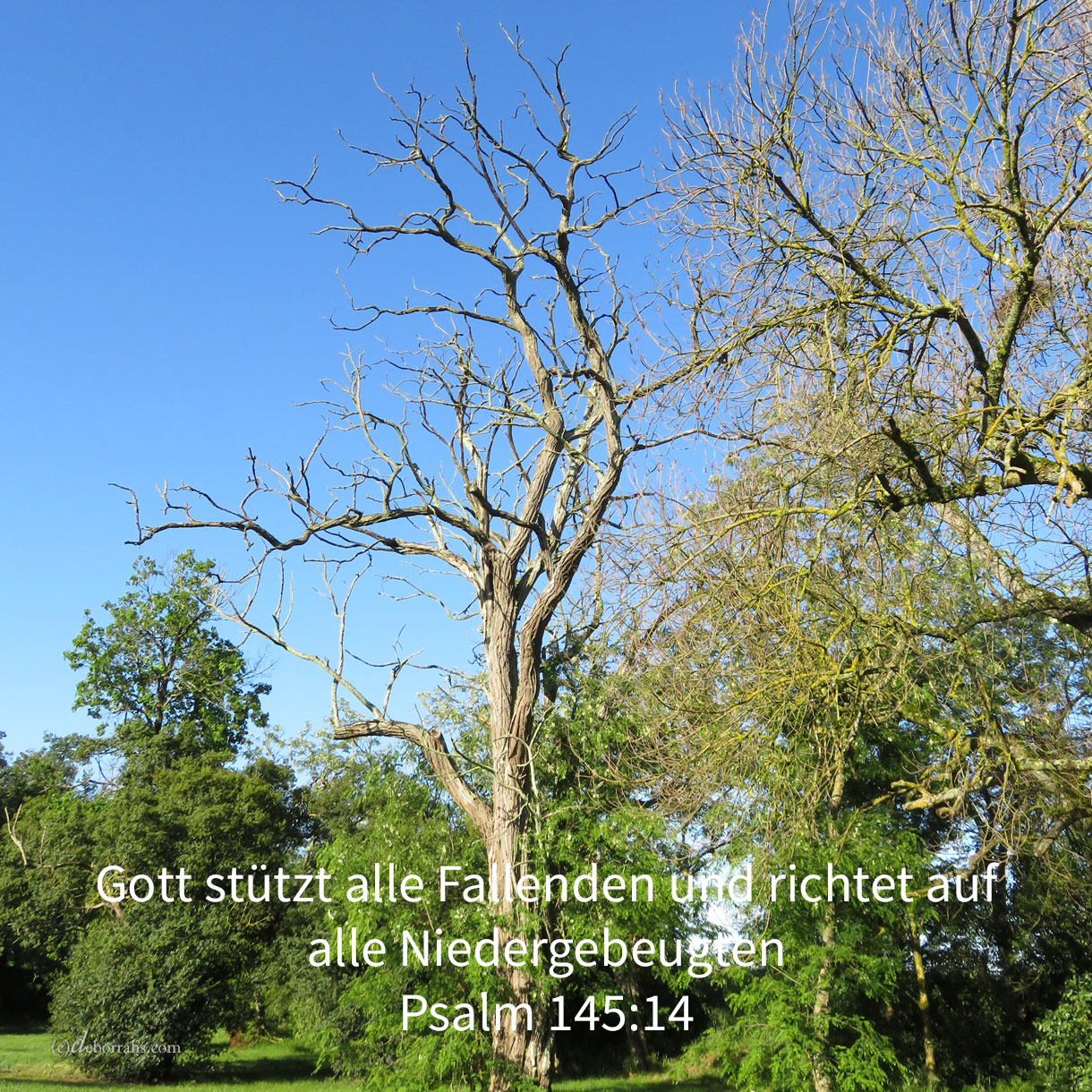 Wenn du, Jehova, merkst auf die Ungerechtigkeiten: Herr, wer wird bestehen? doch bei dir ist Vergebung, damit du gefürchtet werdest ( Psalm 130,3-4 ) 