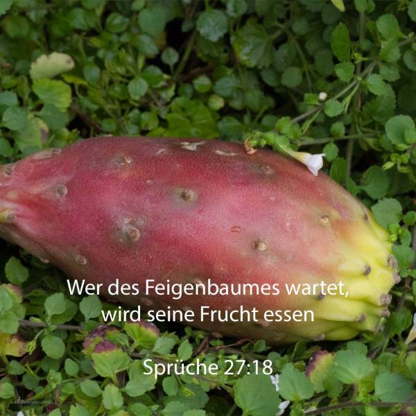 Wer des Feigenbaumes wartet, wird seine Frucht essen ( Sprüche 27,18 )