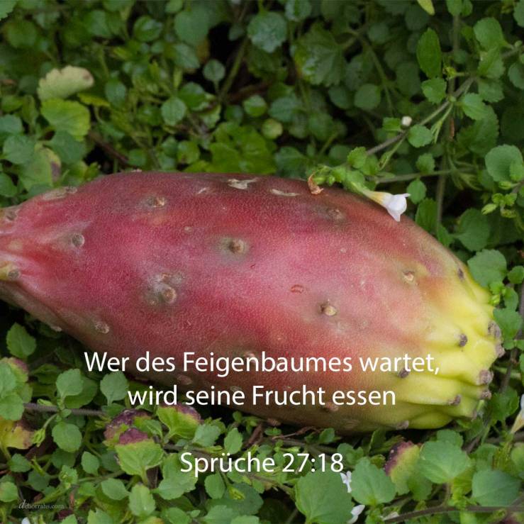 Wer des Feigenbaumes wartet, wird seine Frucht essen ( Sprüche 27,18 )