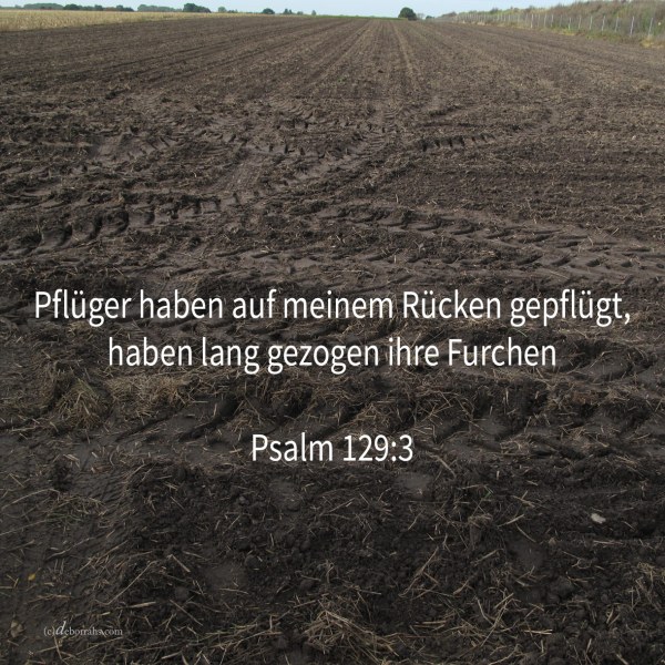 Pflüger haben auf meinem Rücken gefplügt, haben lang gezogen ihre Furchen ( Psalm 129,3 )