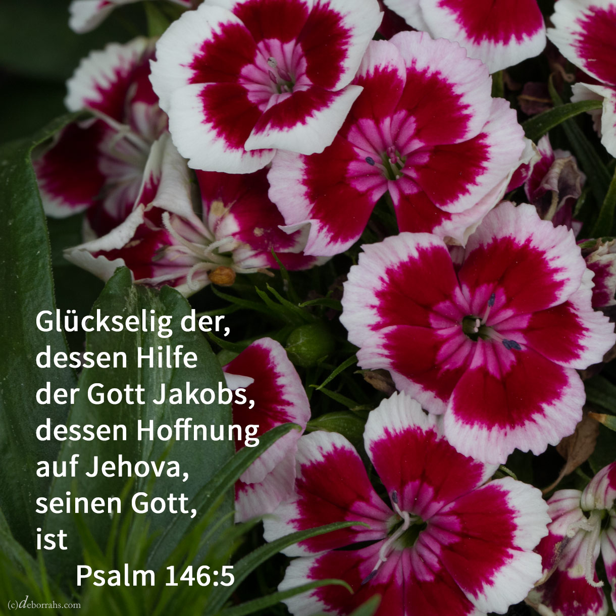 Glückselig der, dessen Hilfe der Gott Jakobs, dessen Hoffnung auf Jehova, seinen Gott, ist ( Psalm 146,5 ) 
