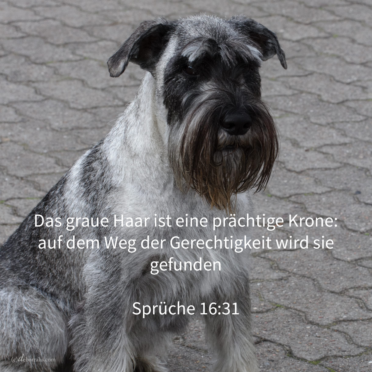 Das graue Haar ist eine prächtige Krone: auf dem Weg der Gerechtigkeit wird sie gefunden ( Spr 16,31 )
