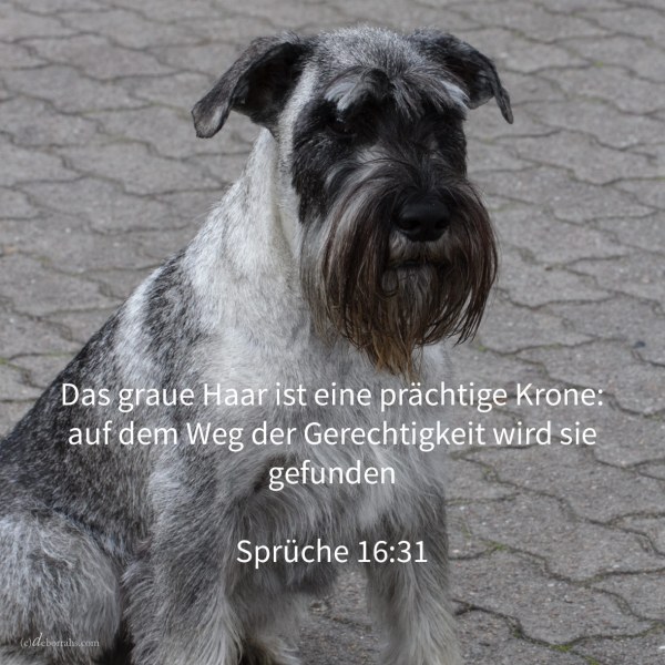 Das graue Haar ist eine prächtige Krone: auf dem Weg der Gerechtigkeit wird sie gefunden ( Spr 16,31 )