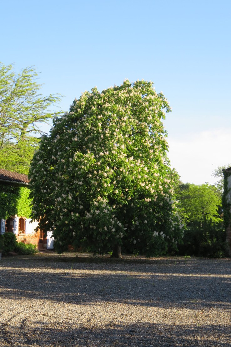 Blühender Kastanienbaum