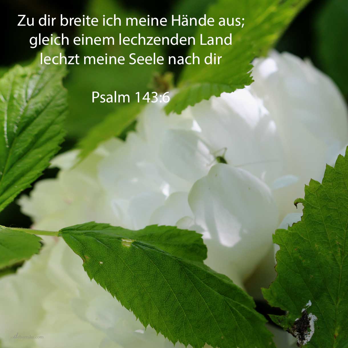 Zu dir breite ich meine Hände aus; gleich einem lechzenden Land lechzt meine Seele nach dir ( Psalm 143,6 ) 