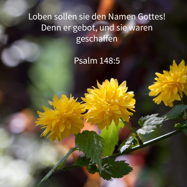Loben sollen sie den Namen Gottes! Denn er gebot, und sie waren geschaffen ( Psalm 148,5 )