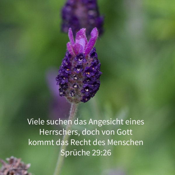 Viele suchen das Angesicht eines Herrschers, doch von Gott kommt das Recht des Menschen ( Sprüche 29,26 )