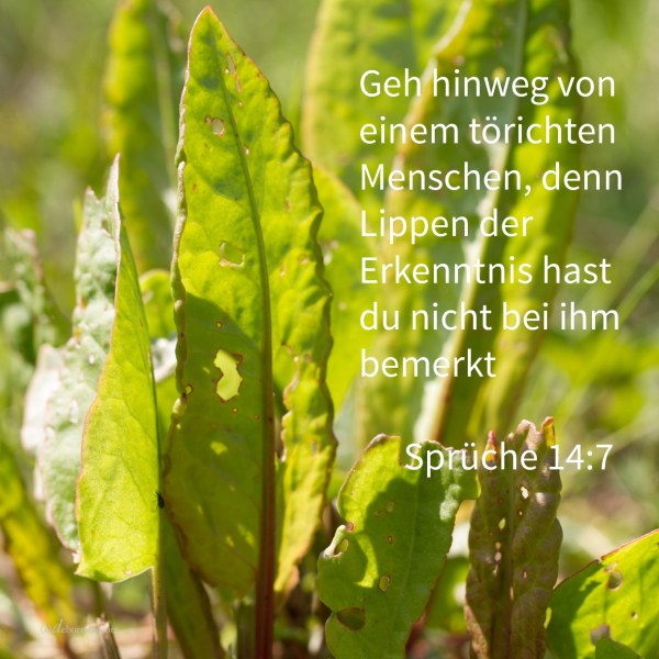 Geh hinweg von einem törichten Menschen, denn Lippen der Erkenntnis hast du nicht bei ihm bemerkt ( Sprüche 14,7 )