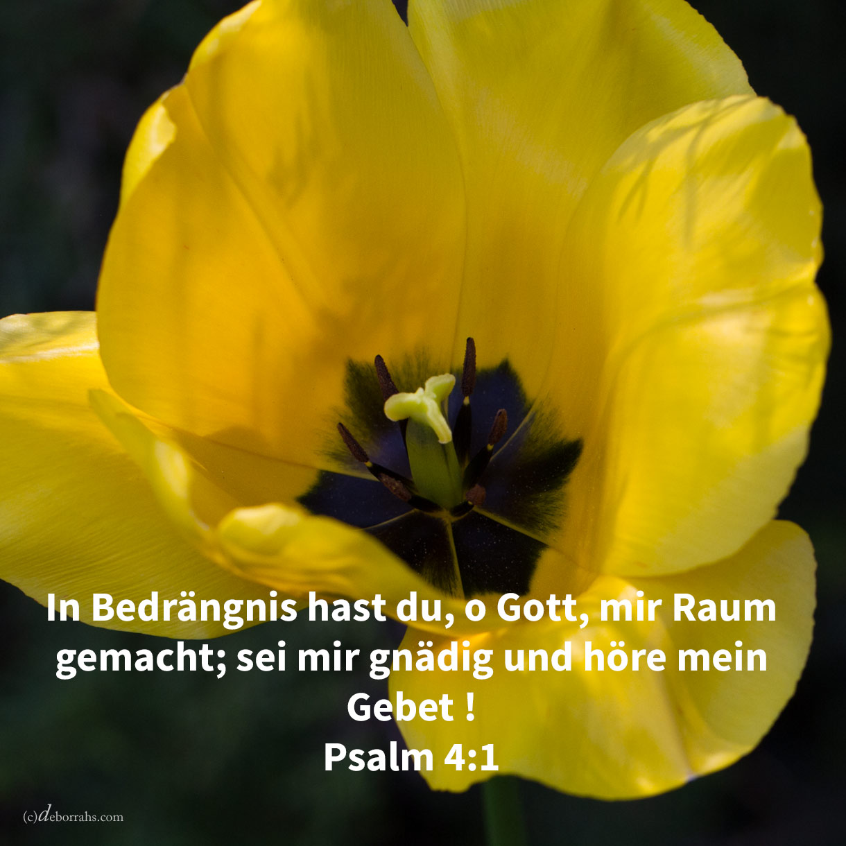 In Bedrängnis hast du, o Gott, mir Raum gemacht; sei mir gnädig und höre mein Gebet ! ( Psalm 4,1 ) 