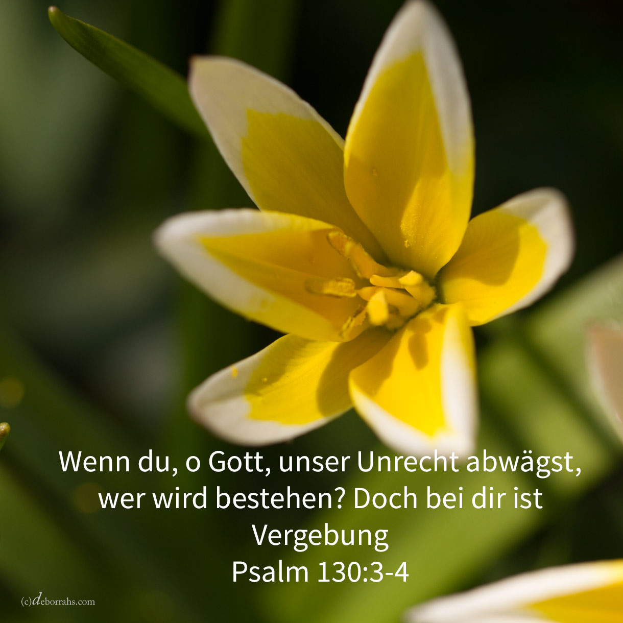Wenn du, Jehova, merkst auf die Ungerechtigkeiten: Herr, wer wird bestehen? doch bei dir ist Vergebung, damit du gefürchtet werdest ( Psalm 130,3-4 ) 