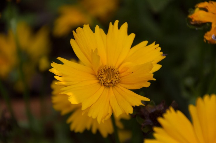 Vergesst nicht zu danken, jeden Tag