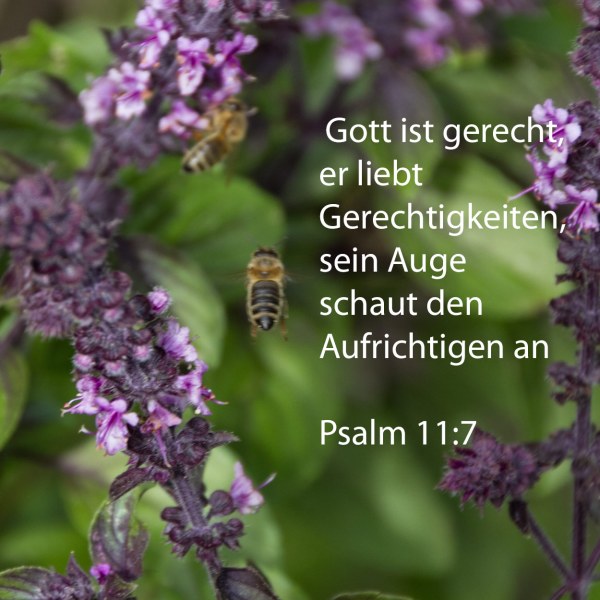 Denn gerecht ist Jehova, Gerechtigkeiten liebt er. Sein Angesicht schaut den Aufrichtigen an. ( Psalm 11,7 )