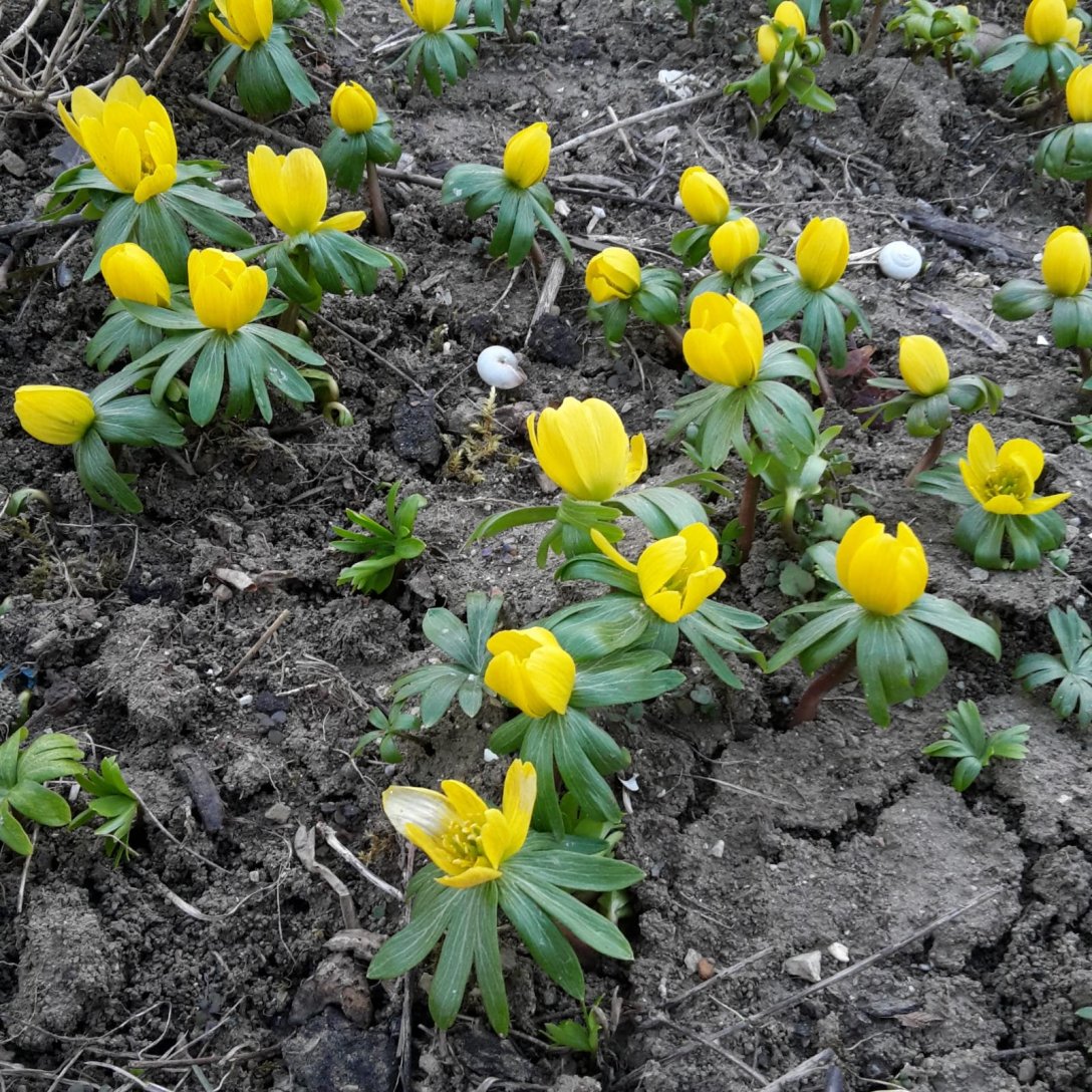 Winterling giftige Wildpflanze