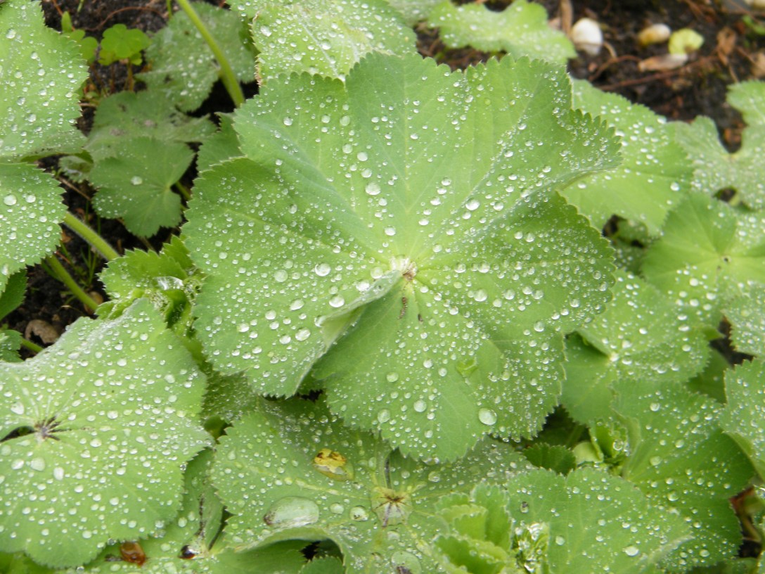 Regentropfen auf Frauenmantel