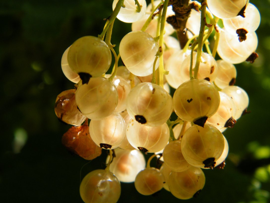 Weiße Johannisbeeren im Abendlicht