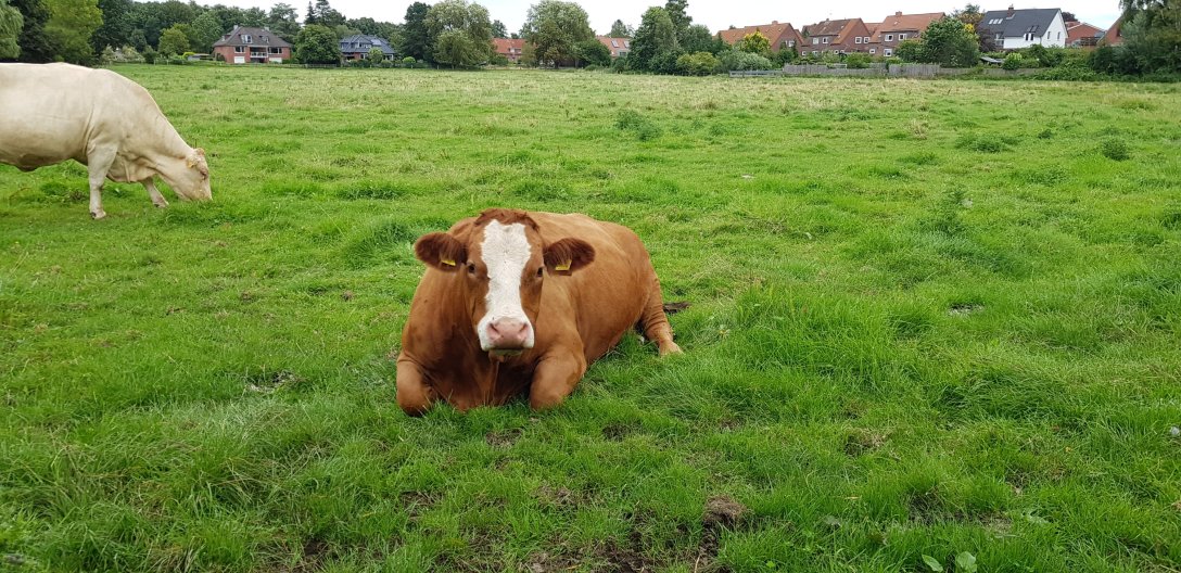 Liegende Kuh Braunvieh