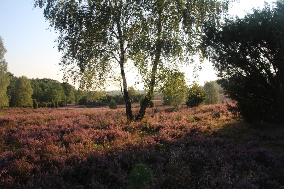 Im Abendrot gluehende Heide