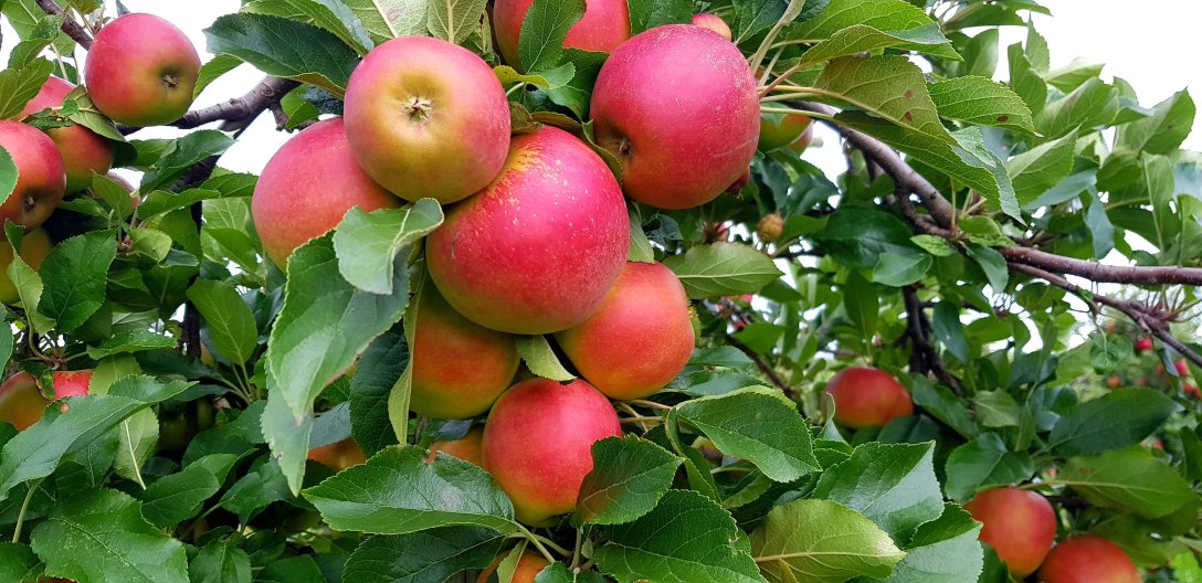 Äpfel vor der Ernte