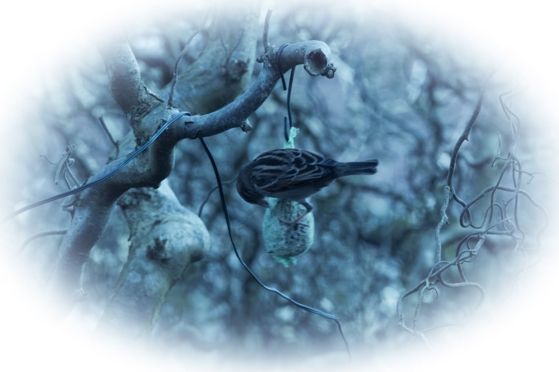 Fressender Spatz am Meissenknödel